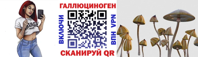 kraken как зайти  Афипский  Галлюциногенные грибы GOLDEN TEACHER 
